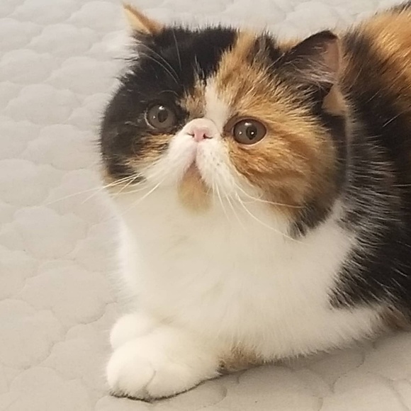 Meet your Posher, Lori - Picture 1 of 1